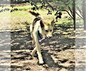 Luka - Male Siberian Husky-Unknown Mix Dog for Adoption - Photo #5