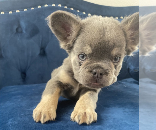 Medium Photo #5 French Bulldog Puppy For Sale in UNIVERSAL CITY, CA, USA