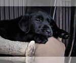 Small Photo #27 Labrador Retriever Puppy For Sale in STROUD, OK, USA