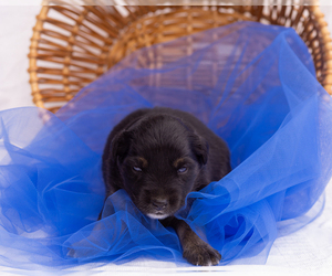 Miniature Australian Shepherd Puppy for sale in CAPE CORAL, FL, USA