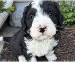 Small #2 Bernedoodle