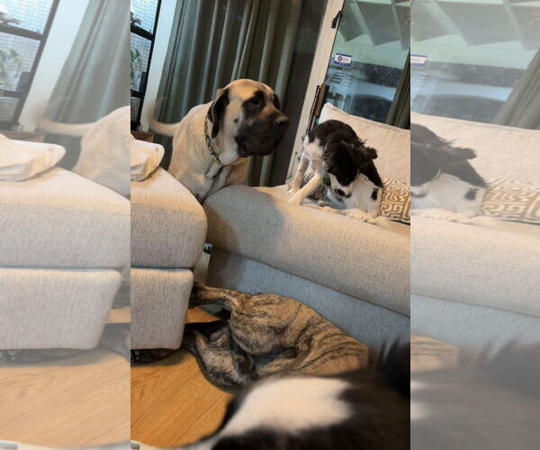Medium Photo #8 Mastiff Puppy For Sale in Goodyear, AZ, USA