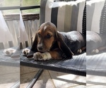 Small Photo #6 Basset Hound Puppy For Sale in PLATO, MO, USA