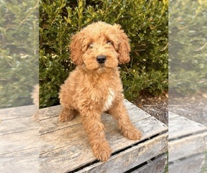 Cockapoo (Toy) Puppy for sale in MIDDLEBURY, IN, USA