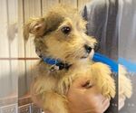 Small #1 Mutt