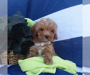 Cavapoo Puppy for sale in THORP, WI, USA