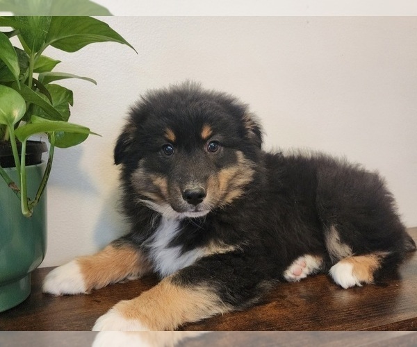 Medium Photo #1 Australian Shepherd Puppy For Sale in INDIANAPOLIS, IN, USA