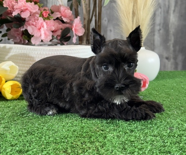 Medium Photo #1 Schnauzer (Miniature) Puppy For Sale in CANOGA, NY, USA