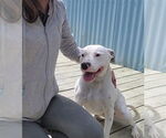 Small #7 American Pit Bull Terrier Mix