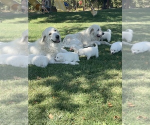 Great Pyrenees Puppy for sale in LODI, CA, USA