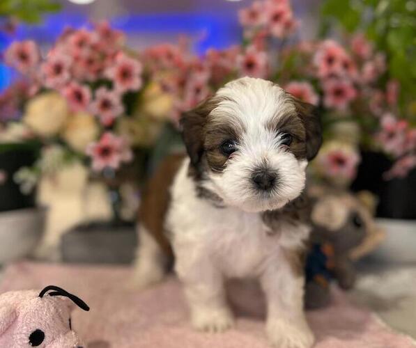 Medium Photo #3 Hava-Apso Puppy For Sale in METUCHEN, NJ, USA