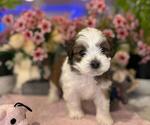 Small #2 Hava-Apso