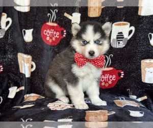 Pomsky Puppy for sale in LAKELAND, FL, USA