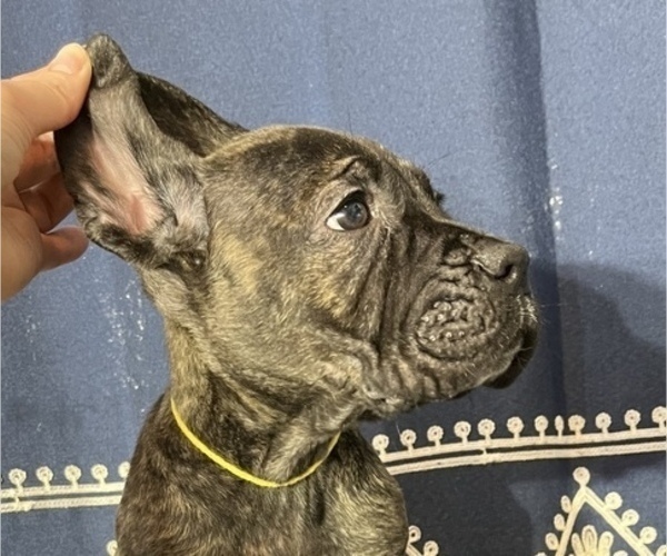 Medium Photo #5 Cane Corso Puppy For Sale in VOLUNTOWN, CT, USA