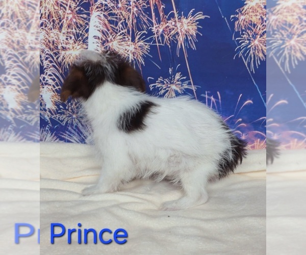 Medium Photo #2 Yorkshire Terrier Puppy For Sale in AZLE, TX, USA