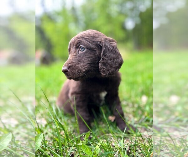 Medium Photo #2 Double Doodle Puppy For Sale in PALMER, AK, USA