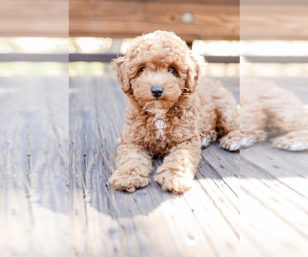Medium Photo #4 Poodle (Toy) Puppy For Sale in ANTELOPE, CA, USA