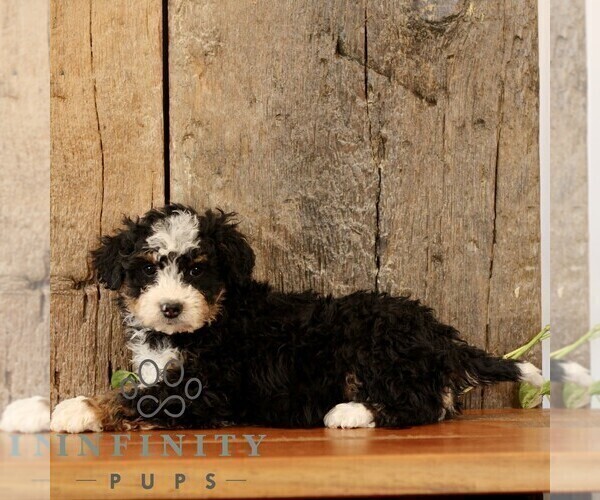 Medium Photo #4 Bernedoodle (Miniature) Puppy For Sale in NARVON, PA, USA