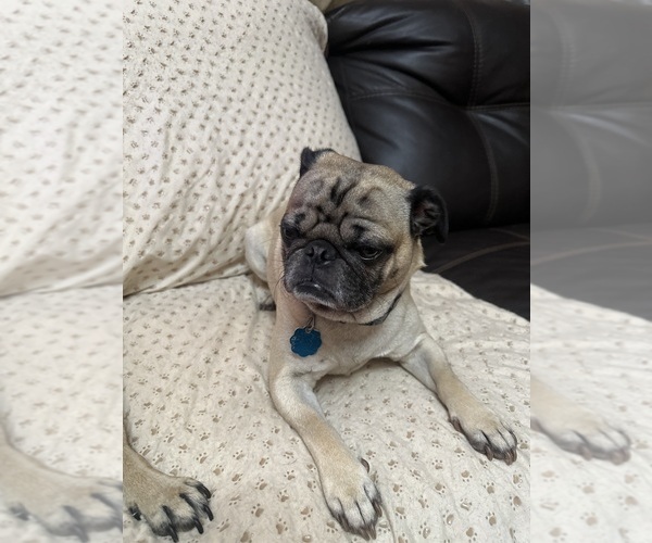 Medium Photo #1 Pug Puppy For Sale in RIDGEWAY, SC, USA