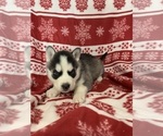 Small Photo #15 Siberian Husky Puppy For Sale in DEARBORN, MO, USA