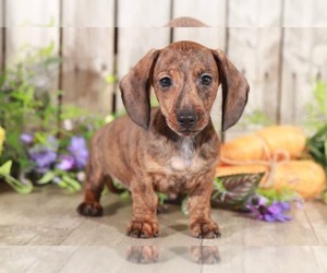 Dachshund Puppy for sale in MOUNT VERNON, OH, USA