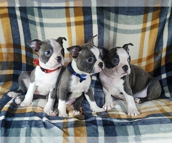 Medium Photo #18 Boston Terrier Puppy For Sale in POMEROY, OH, USA