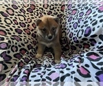 Small Photo #9 Shiba Inu Puppy For Sale in MERRITT IS, FL, USA