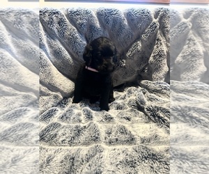 Medium Labradoodle