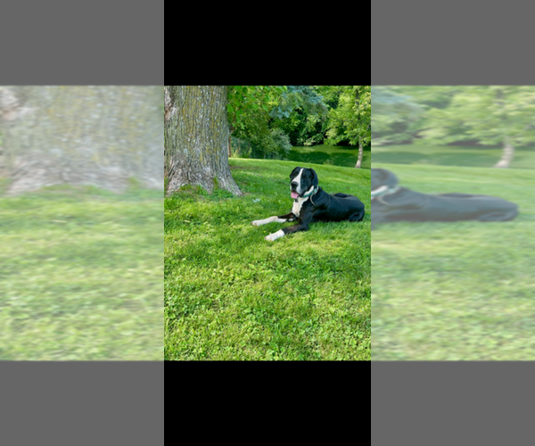 Medium Photo #1 Great Dane Puppy For Sale in RUSSELL, IA, USA