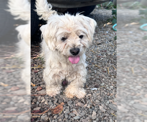 ShiChi Dogs for adoption in Bellevue, WA, USA