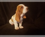 Small Photo #7 Basset Hound Puppy For Sale in CLAREMORE, OK, USA