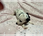 Small Photo #23 Dalmatian Puppy For Sale in TEMPLE, TX, USA