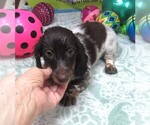 Small #3 Dachshund
