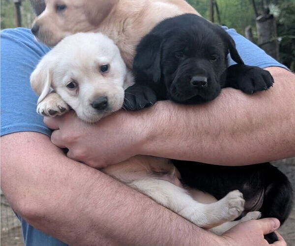 Medium Photo #5 Labrador Retriever Puppy For Sale in SHELTON, WA, USA