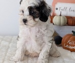 Small #4 ShihPoo