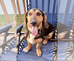 Basset Hound-German Shepherd Dog Mix Dogs for adoption in Brewster, NY, USA