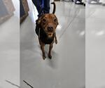 Small Dachshund