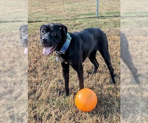 Medium Photo #2 Mutt Puppy For Sale in Forestville, MD, USA