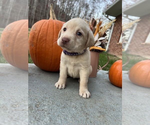 Medium Photo #4 Labrador Retriever Puppy For Sale in NEOLA, WV, USA