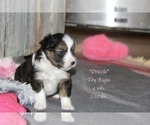 Small Photo #16 Aussie-Corgi Puppy For Sale in LIND, WA, USA