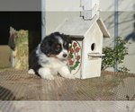 Small Photo #9 Miniature Australian Shepherd Puppy For Sale in CHATSWORTH, CA, USA