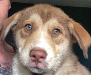 Labrador Retriever-Siberian Husky Mix Puppy for sale in MISHAWAKA, IN, USA
