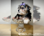 Small Photo #3 Shorkie Tzu Puppy For Sale in RIPLEY, MS, USA