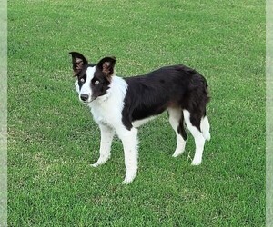 Border Collie Puppy for sale in LYMAN, SC, USA