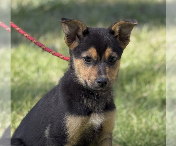 Medium Photo #1 Mutt Puppy For Sale in Yardley, PA, USA