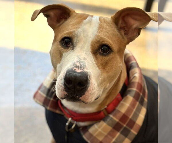 Medium Photo #12 Mutt Puppy For Sale in Canton, CT, USA