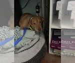 Small #5 Basset Hound Mix