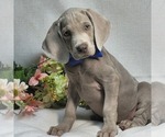 Small Weimaraner