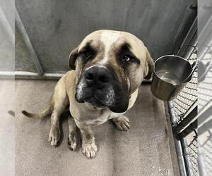 Mastiff Dogs for adoption in HESPERIA, CA, USA