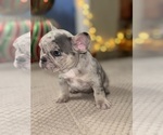 Puppy Skittles French Bulldog